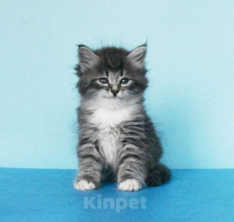 Кошки в Москве: Сибирские котята Мальчик, Бесплатно - фото 7