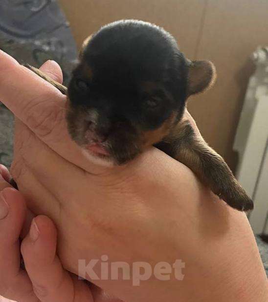 Собаки в Хабаровске: Йоркширский терьер щенки Разнополые, 40 000 руб. - фото 5