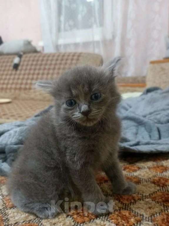 Кошки в Краснодаре: Котенок русской голубой кошки Мальчик, 800 руб. - фото 3