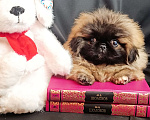 Собаки в Самаре: Пекинес красотка Девочка, Бесплатно - фото 5