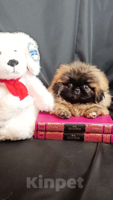 Собаки в Самаре: Пекинес красотка Девочка, Бесплатно - фото 5