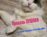 Кошки в Кстово: Потерялась кошка в Кстовском районе, Зелецино Девочка, 1 000 руб. - фото 1