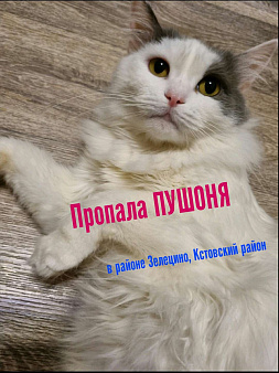 Объявление: Потерялась кошка в Кстовском районе, Зелецино, 1 000 руб., Кстово