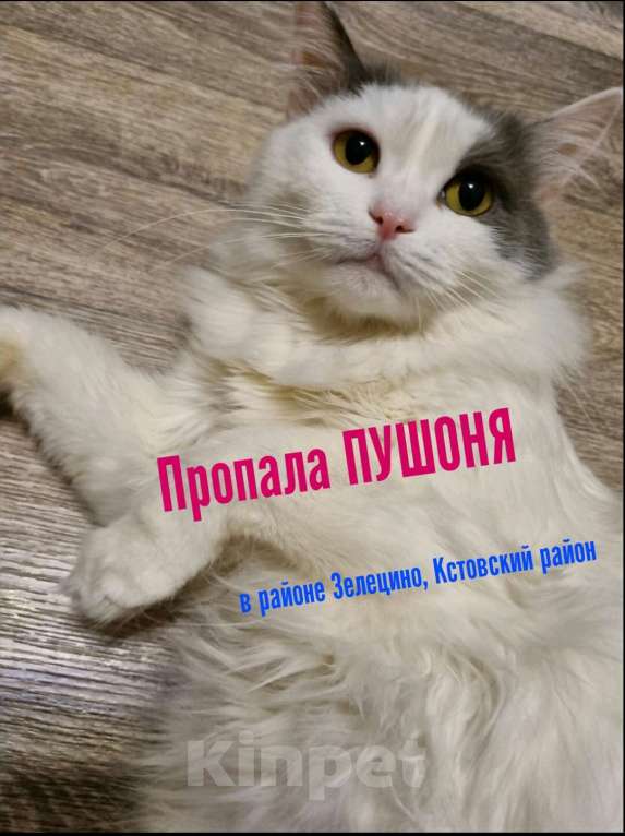 Кошки в Кстово: Потерялась кошка в Кстовском районе, Зелецино Девочка, 1 000 руб. - фото 1