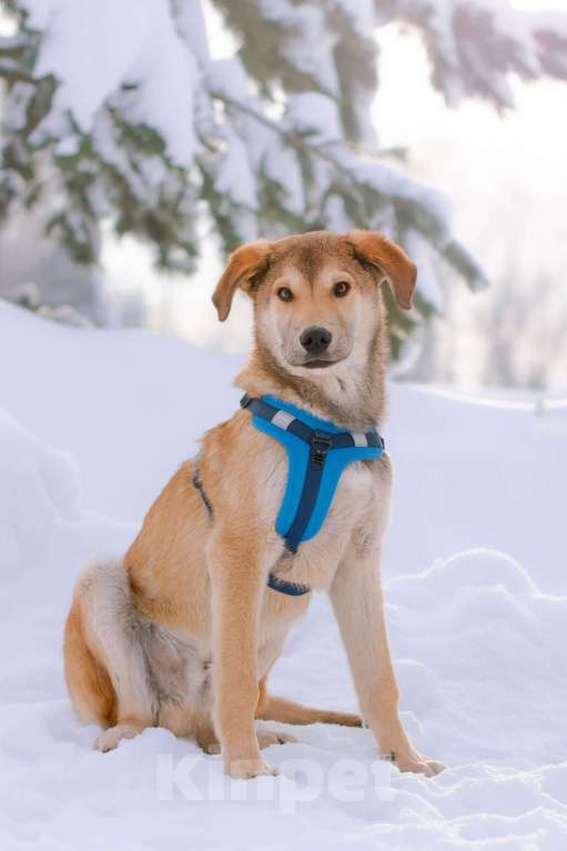 Собаки в Москве: Рыжий спокойный щенок Кавказ в добрые руки Мальчик, Бесплатно - фото 7