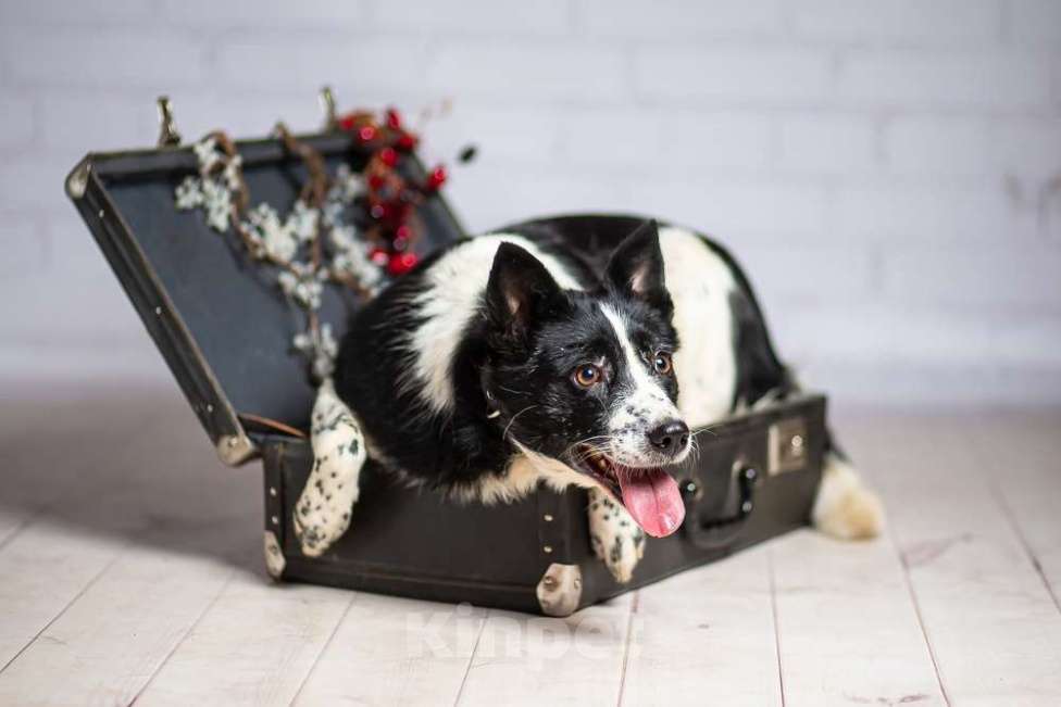 Собаки в Москве: Басенджи Агата в добрые руки Девочка, 1 руб. - фото 3