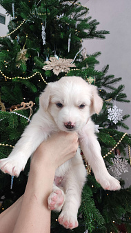 Бордер колли митис (пушистик)