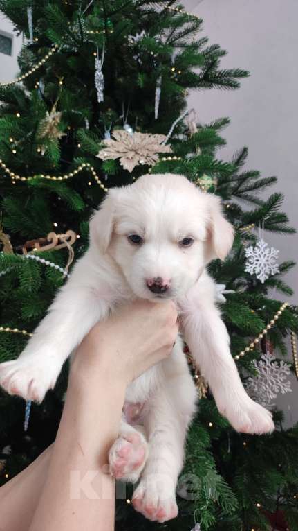 Собаки в Липецке: Бордер колли митис (пушистик) Мальчик, 15 000 руб. - фото 1