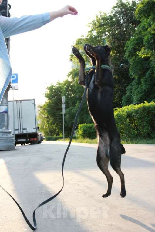 Собаки в Москве: Весёлый малышок Граф в добрые руки Мальчик, Бесплатно - фото 5