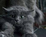 Кошки в Тюмени: Кошка-хорошка Девочка, Бесплатно - фото 1
