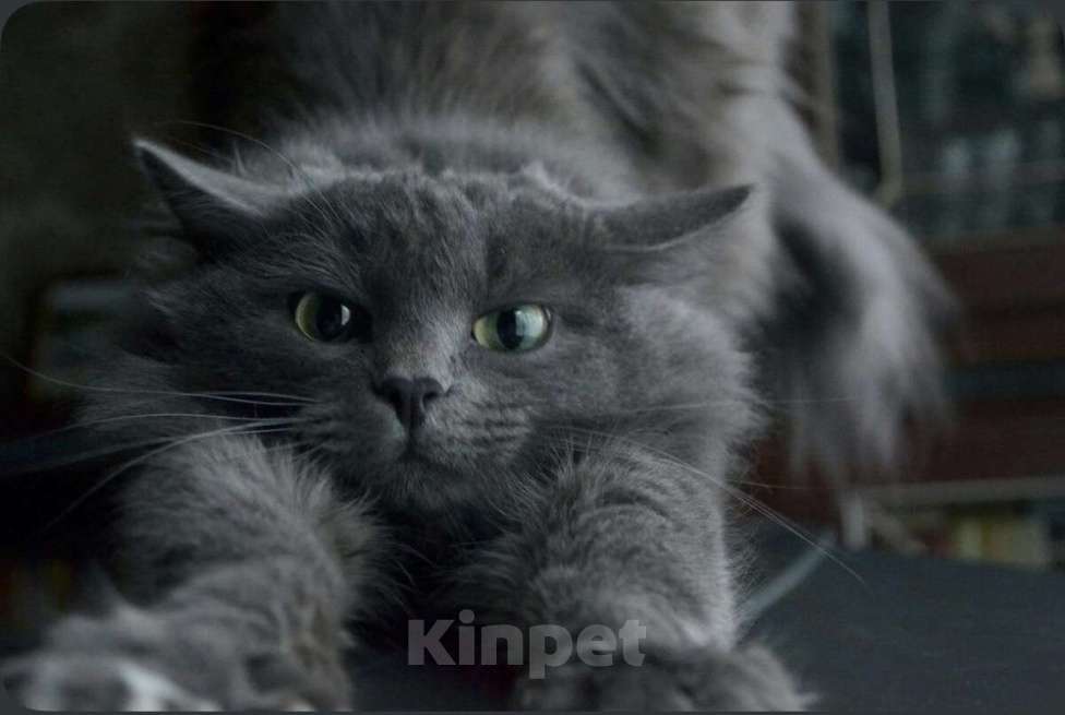Кошки в Тюмени: Кошка-хорошка Девочка, Бесплатно - фото 1