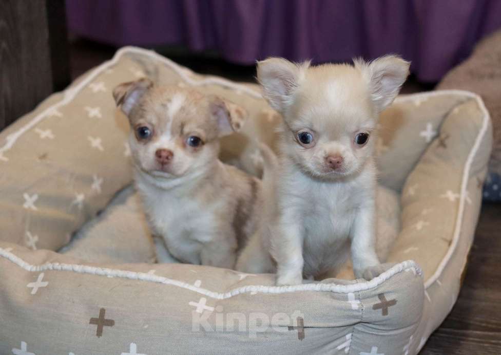 Собаки в Лобне: Мраморный чихуахуа Мальчик, 55 000 руб. - фото 2
