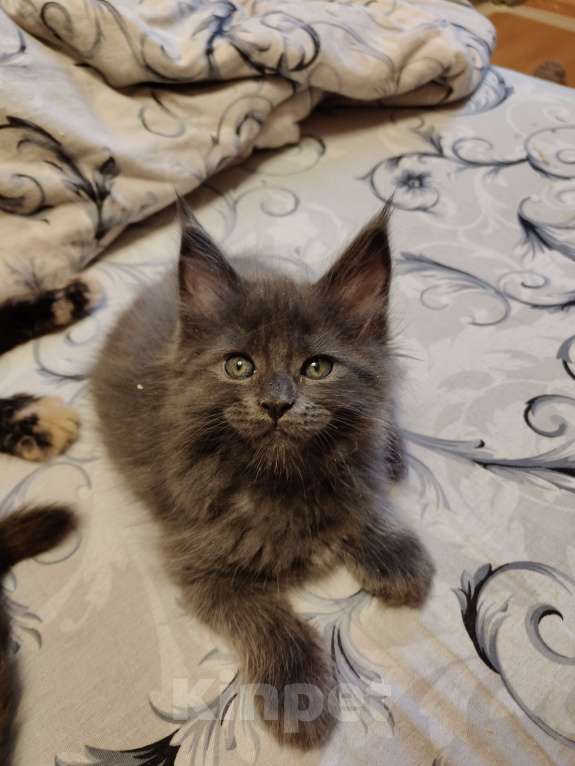 Кошки в Москве: Кошечка-бусинка девочка голубой солид Девочка, 75 000 руб. - фото 3