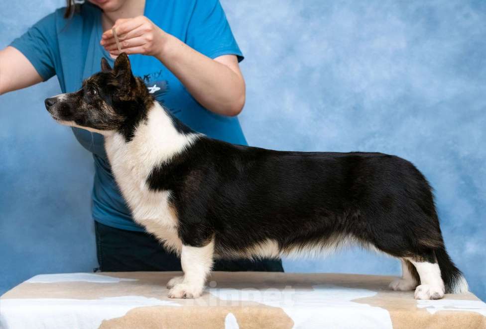 Собаки в Москве: Кардиган подросток Девочка, 25 000 руб. - фото 3