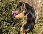 Собаки в других городах Московской области: Щенок немецкой овчарки рабочего разведения Девочка, 80 000 руб. - фото 2