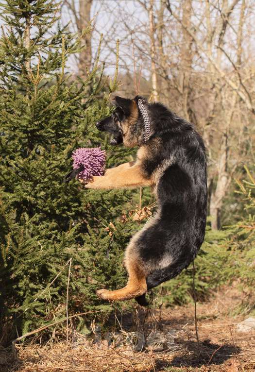 Собаки в других городах Московской области: Щенок немецкой овчарки рабочего разведения Девочка, 80 000 руб. - фото 2