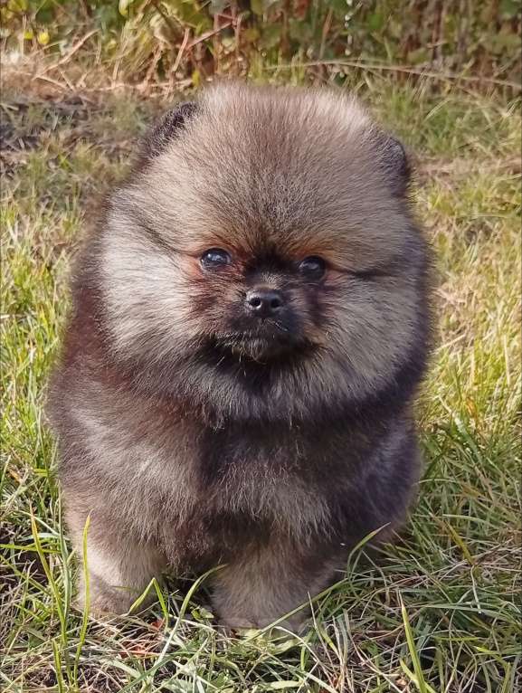 Собаки в Воронеже: Шпиц мишка Мальчик, 60 000 руб. - фото 5