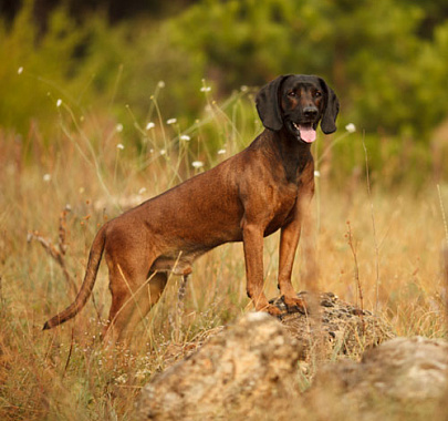 Баварская горная гончая