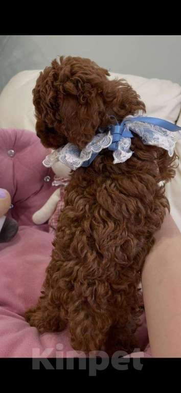 Собаки в Москве: Продаётся малыш Мальчик, 100 000 руб. - фото 2