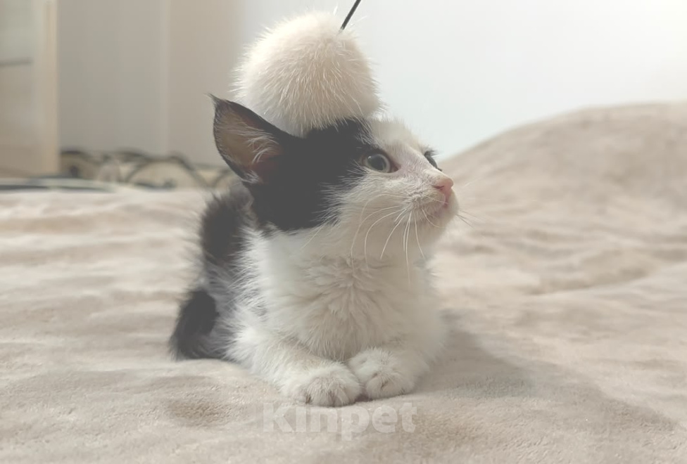 Кошки в Мурином: Отдам котенка в добрые руки Мальчик, Бесплатно - фото 2