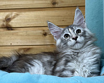 Кошки в Чайковском: Мейн Кун котенок Девочка, Бесплатно - фото 8