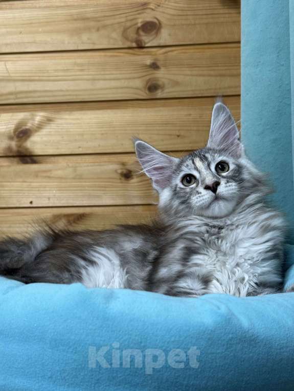 Кошки в Чайковском: Мейн Кун котенок Девочка, Бесплатно - фото 8