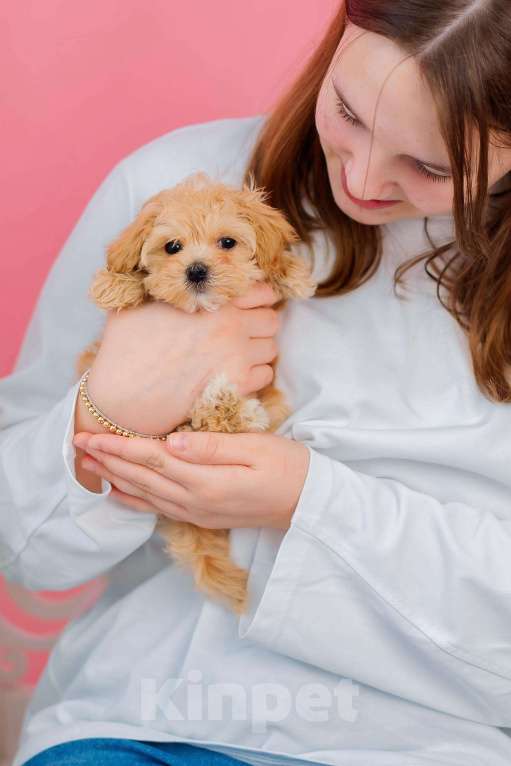 Собаки в Новосибирске: Мальти-пу f1 Девочка, 100 000 руб. - фото 2