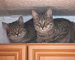 Кошки в Новохоперске: Шаня и Лео, Бесплатно - фото 4