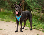Собаки в Москве: Классный, весёлый игривый щенок Бобби, добрый парень Мальчик, 10 руб. - фото 9