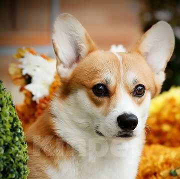 Собаки в Москве: вельш корги пемброк щенки Мальчик, 70 000 руб. - фото 10