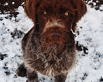 Собаки в Елизово: Дратхаар девочка 3 месяца Девочка, 5 000 руб. - фото 1