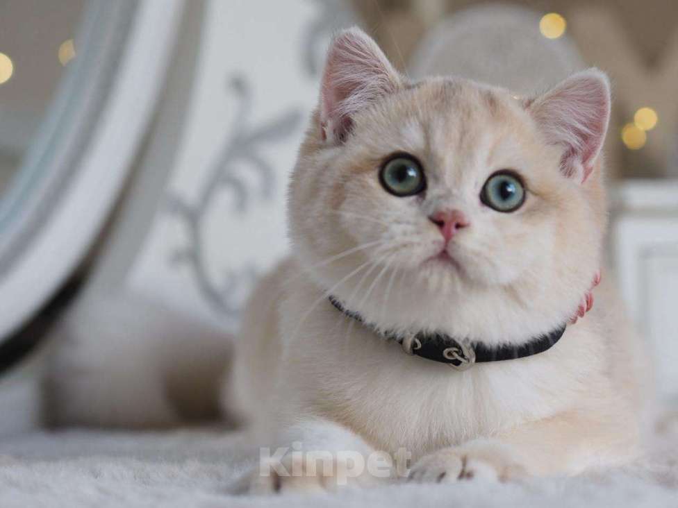 Кошки в Москве: Британский мальчик Финист Мальчик, 150 000 руб. - фото 3