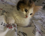 Кошки в Краснодаре: Трехцветная кошечка Девочка, Бесплатно - фото 2
