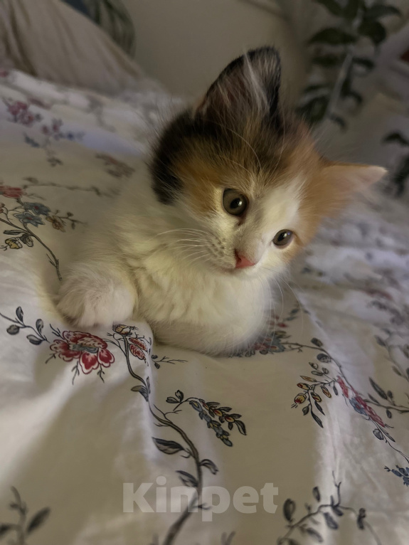 Кошки в Краснодаре: Трехцветная кошечка Девочка, Бесплатно - фото 2