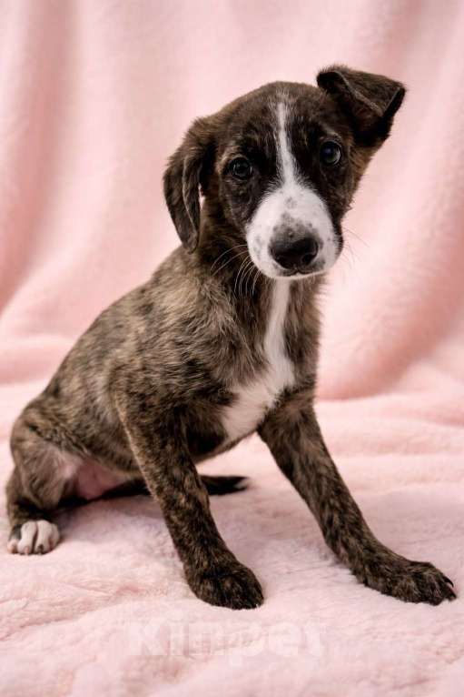 Собаки в Химках: Девочка Терри Девочка, Бесплатно - фото 6