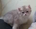 Кошки в Серпухове: Британские котята Мальчик, 100 000 руб. - фото 2