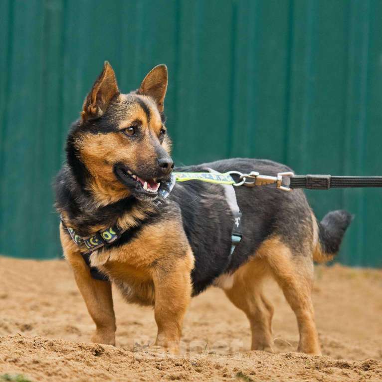 Собаки в других городах Московской области: Брэнди, микро-овчар Мальчик, Бесплатно - фото 3