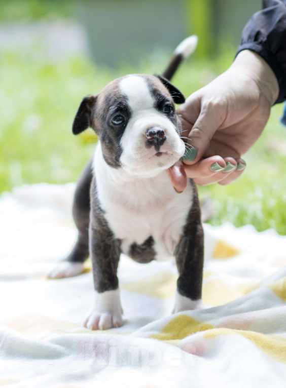 Собаки в Москве: Щенки Американского стаффордширского терьера Мальчик, Бесплатно - фото 2