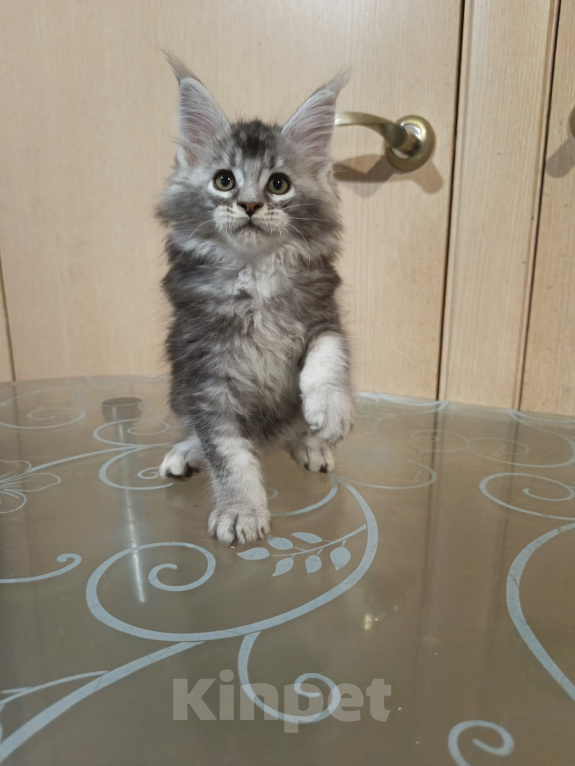 Кошки в других городах Кировской области: Мейн кун  котёнок Купидон Мальчик, 80 000 руб. - фото 3