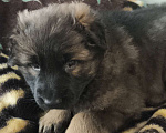 Собаки в Кировграде: Щенки немецкой овчарки длинношёрстные Девочка, 15 000 руб. - фото 9