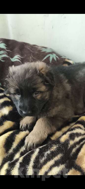 Собаки в Кировграде: Щенки немецкой овчарки длинношёрстные Девочка, 15 000 руб. - фото 9