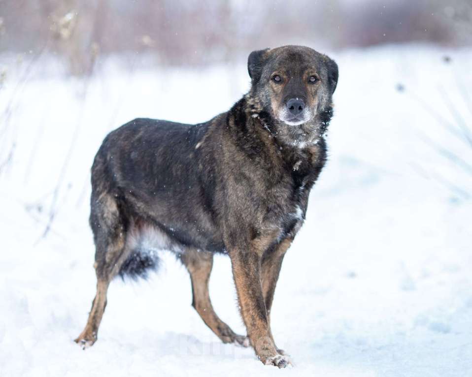 Собаки в Химках: Тиграш в самые лучшие руки Мальчик, Бесплатно - фото 5