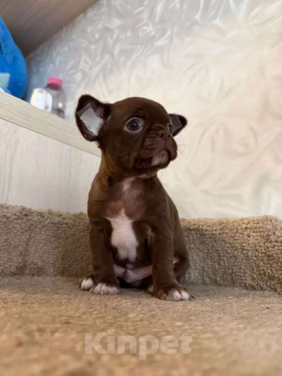 Собаки в Воронеже: Шоколад без каллорий Мальчик, 40 000 руб. - фото 2