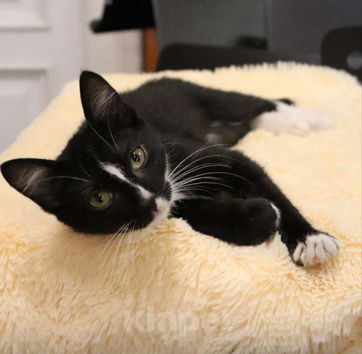 Кошки в других городах Ленинградской области: Котёнок ДимЮрич, ласковый и ручной Мальчик, 500 руб. - фото 2