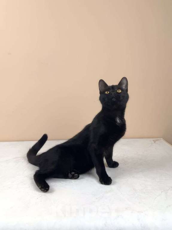 Кошки в Москве: котенок Куба ищет дом Девочка, Бесплатно - фото 4