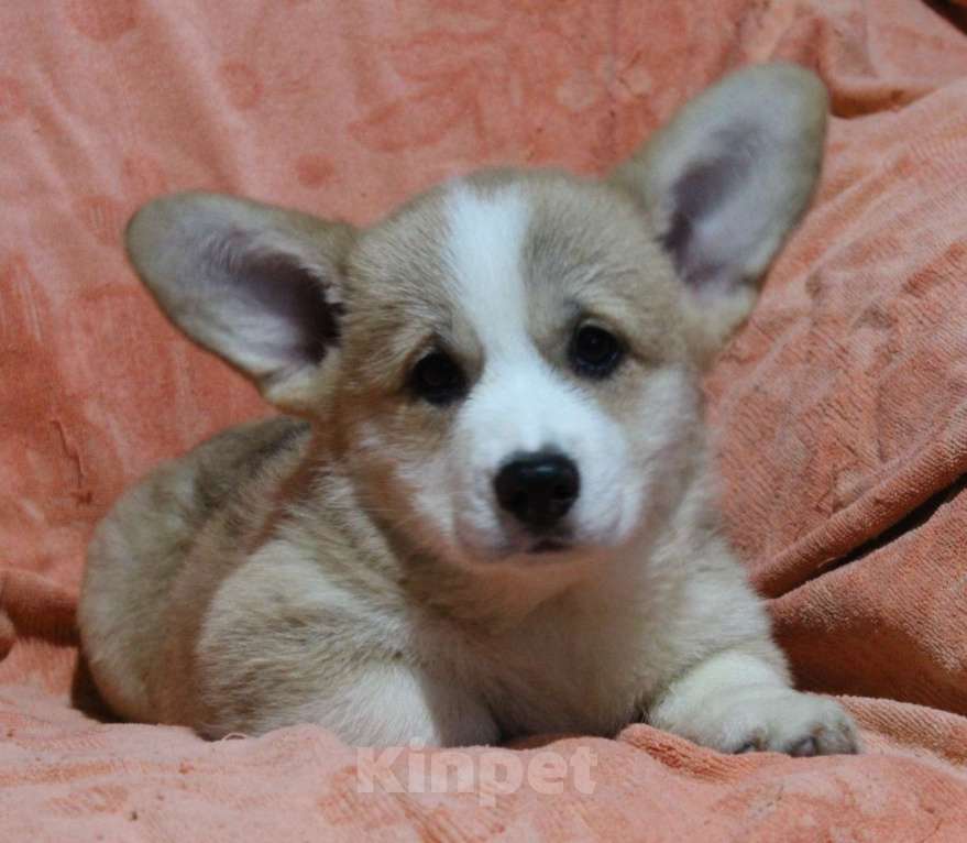 Собаки в Армавире: мальчик  корги пемброк Мальчик, 45 000 руб. - фото 2