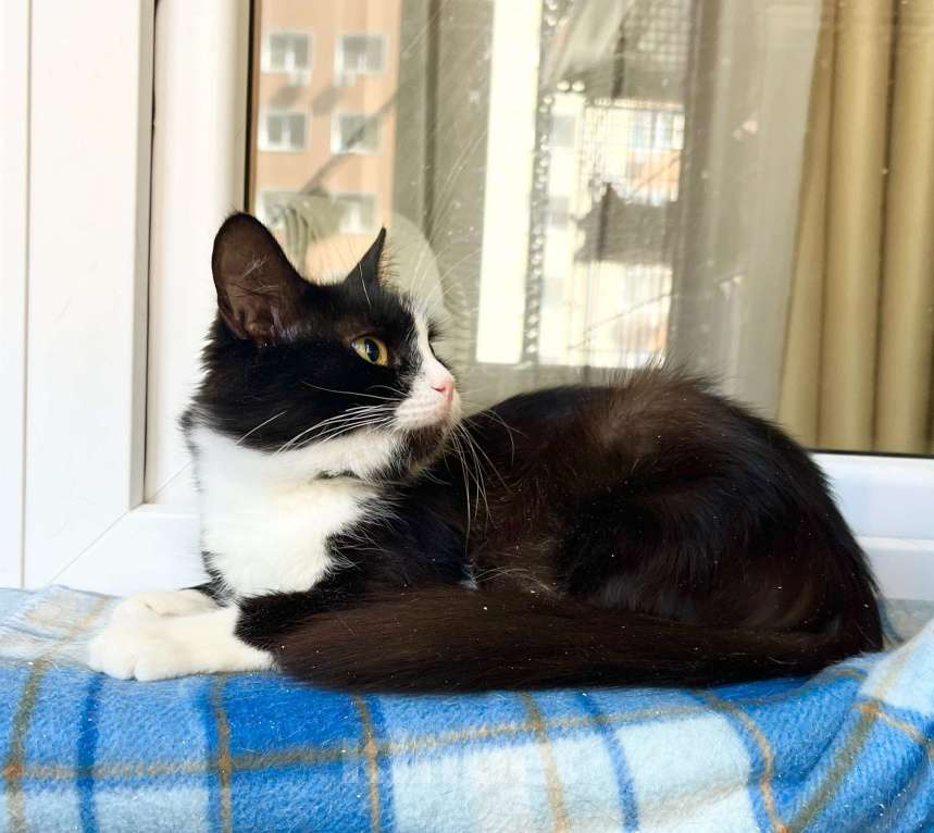 Кошки в Москве: Маленькая пушистая кошечка Фаня в добрые руки  Девочка, Бесплатно - фото 5