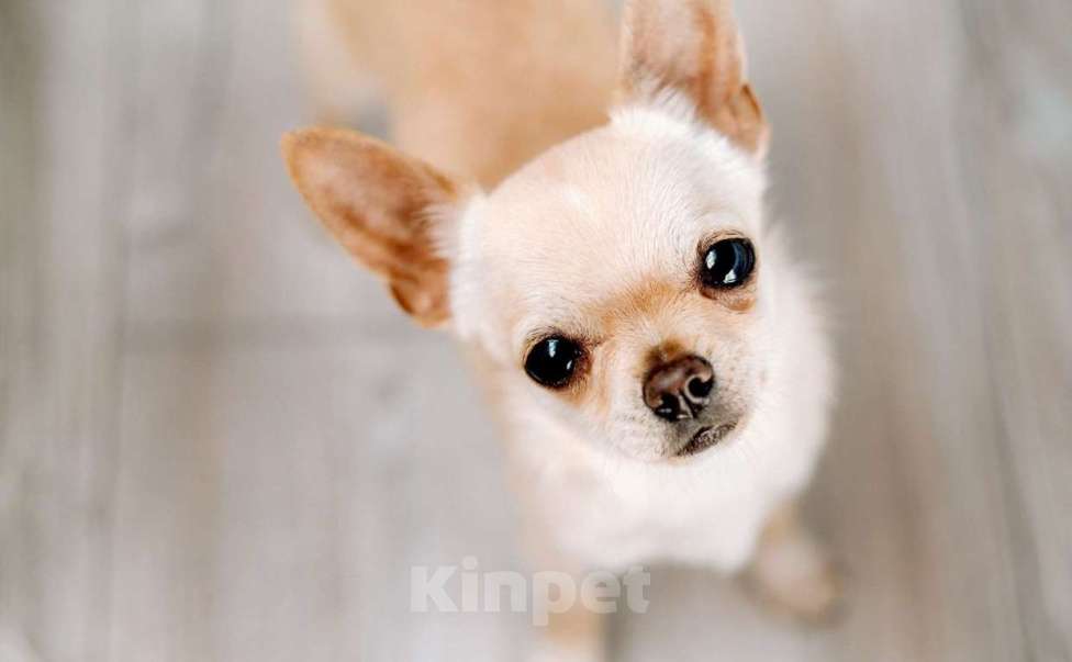 Собаки в Москве: Чихуахуа Тэффи Девочка, 100 000 руб. - фото 4