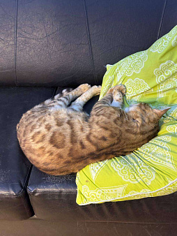 Потерялся кот, порода Бенгал.