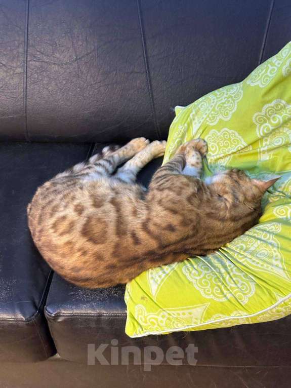 Кошки в других городах Московской области: Потерялся кот, порода Бенгал. Мальчик, Бесплатно - фото 1